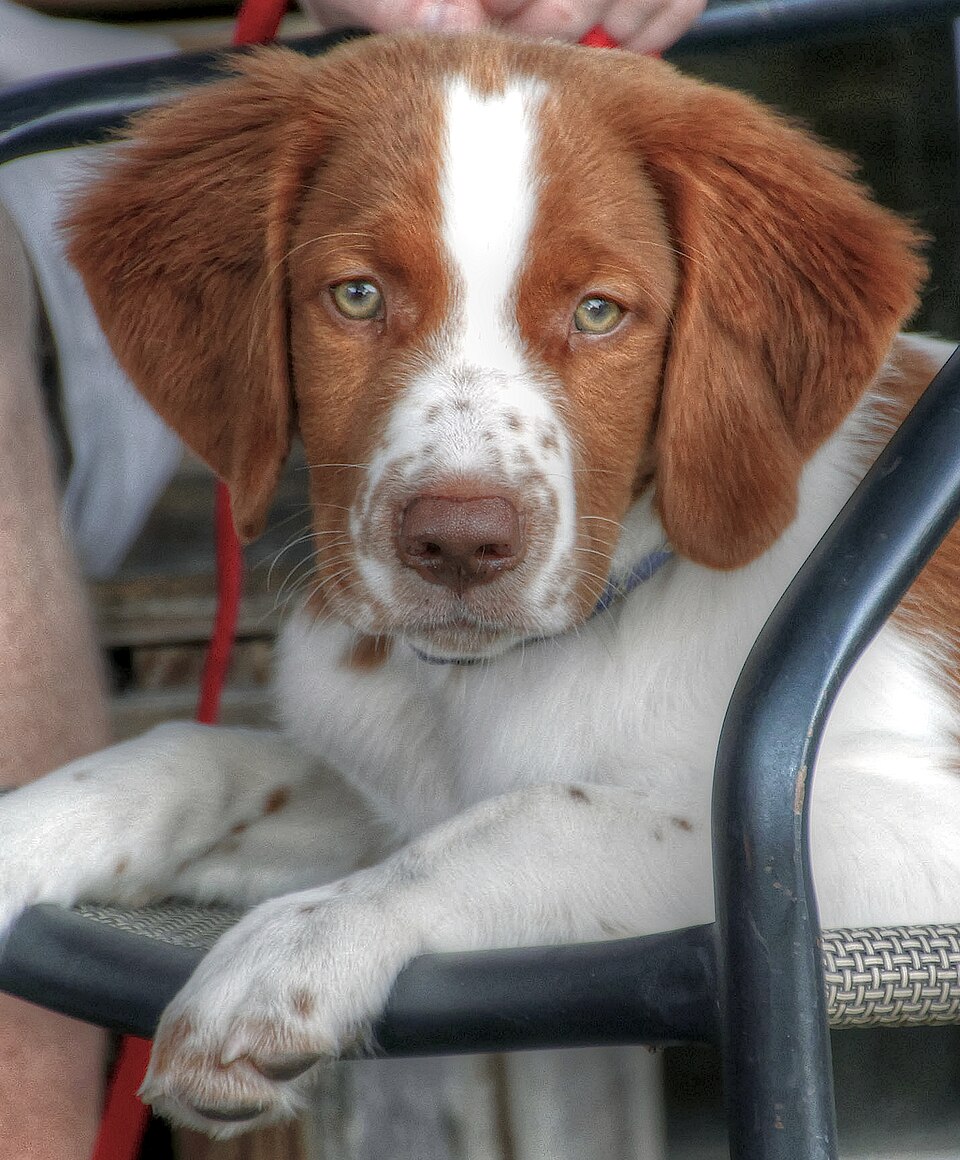 Welsh Springer Spaniel — photo de la race de chien originaire de pays de Galles (5)