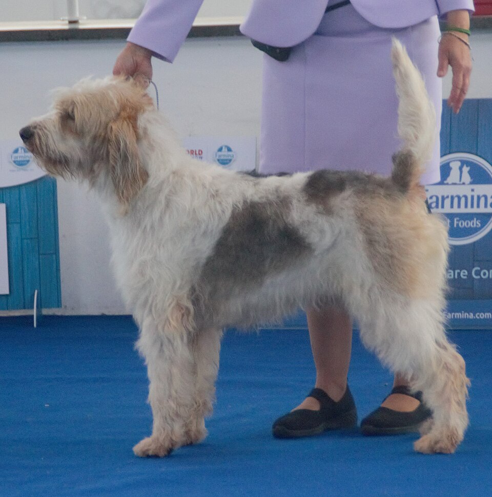 Briquet griffon vendéen — photo de la race de chien originaire de France (5)