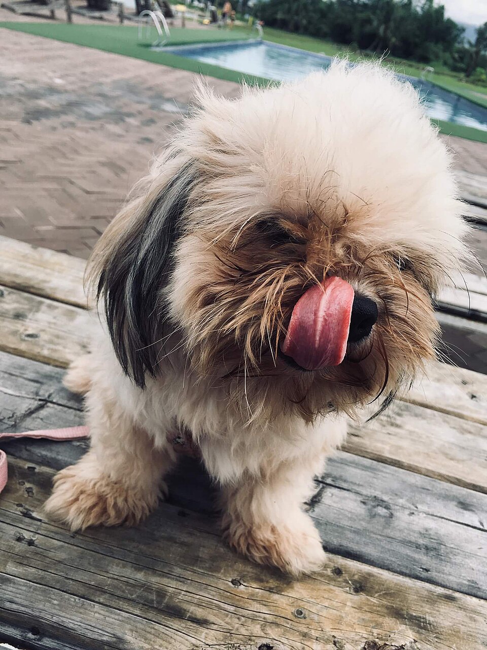 Shih Tzu — photo de la race de chien originaire de République populaire de Chine (1)