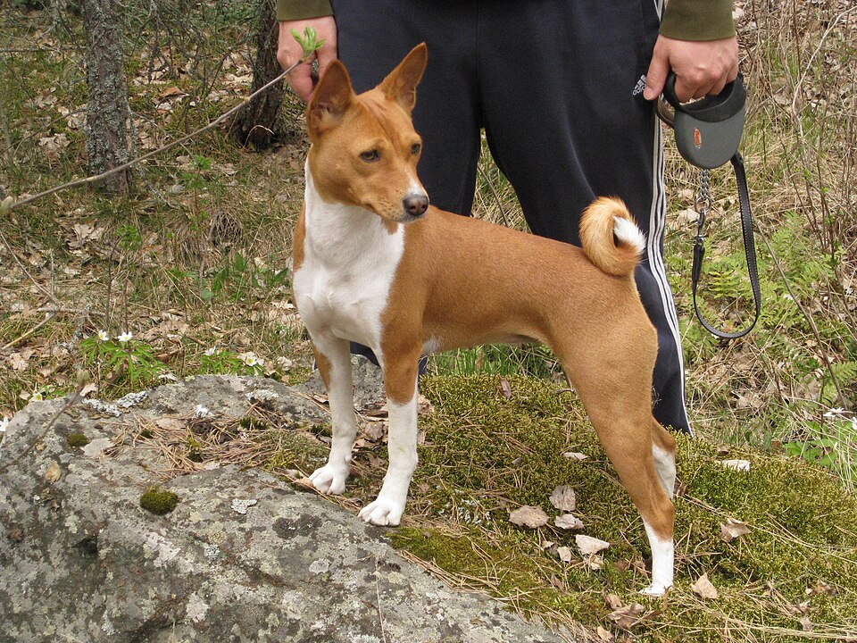 Basenji — photo de la race de chien originaire de République démocratique du Congo (4)