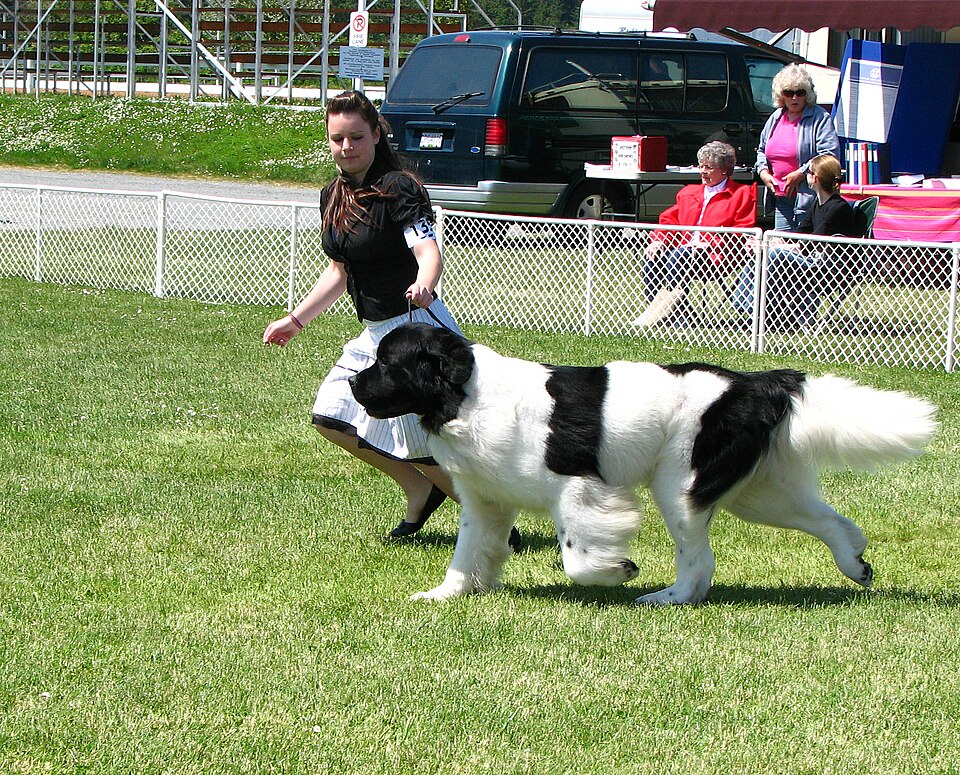 Landseer — photo de la race de chien originaire de Royaume-Uni (1)