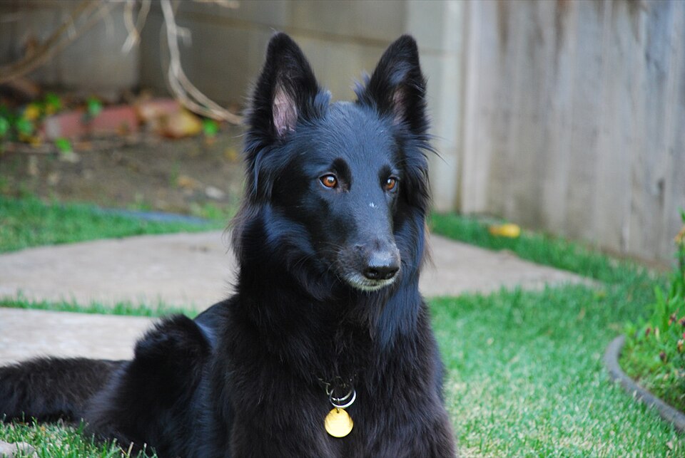 Berger Belge Groenendael — photo de la race de chien originaire de Belgique (6)