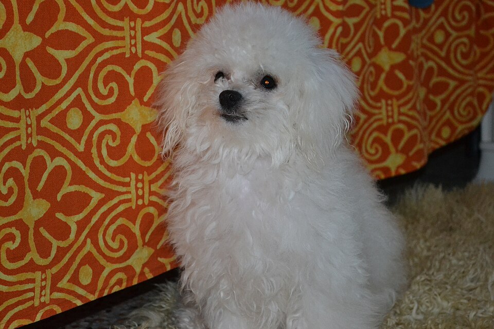 Bichon bolonais — photo de la race de chien originaire de Italie (5)
