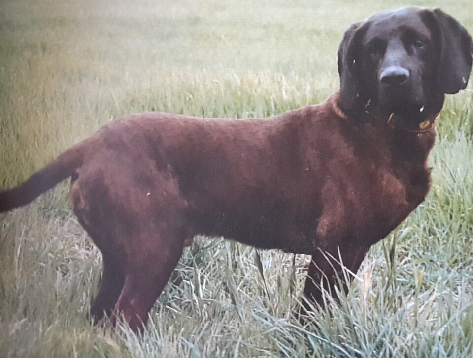 Chien rouge de Hanovre — photo de la race de chien originaire de Allemagne (3)