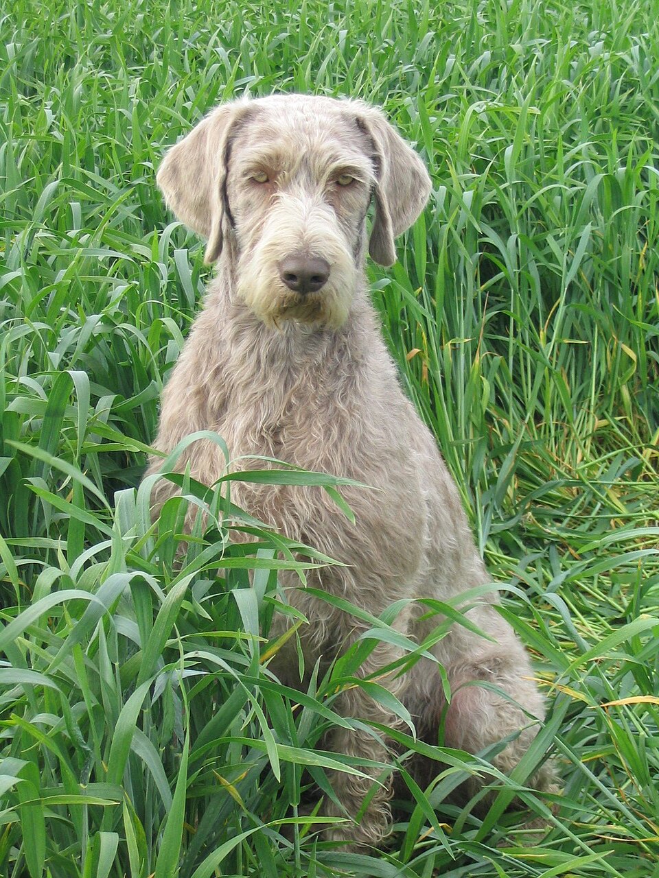 Braque slovaque à poil dur — photo de la race de chien originaire de Slovaquie (3)