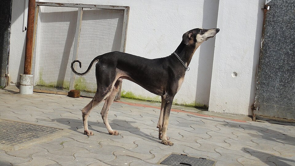 Sloughi — photo de la race de chien originaire de Afrique du Nord (6)