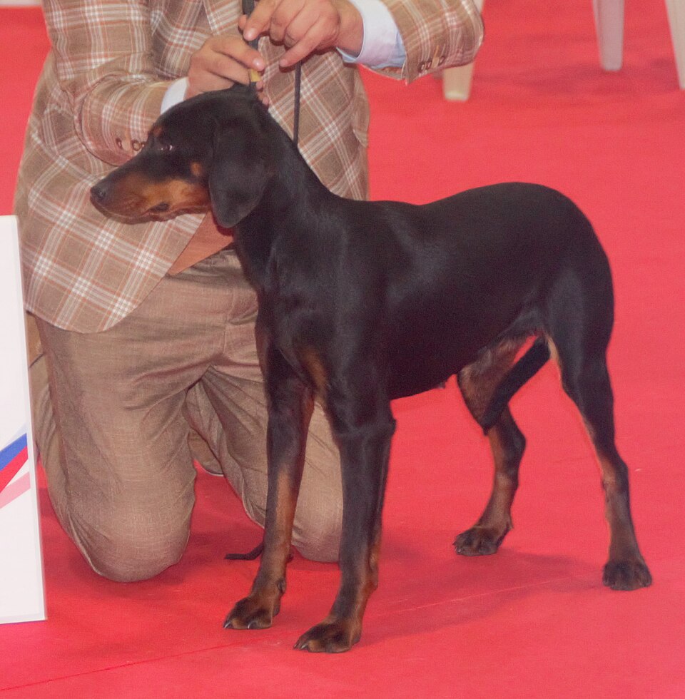 Chien courant yougoslave de montagne — photo de la race de chien originaire de Monténégro (6)