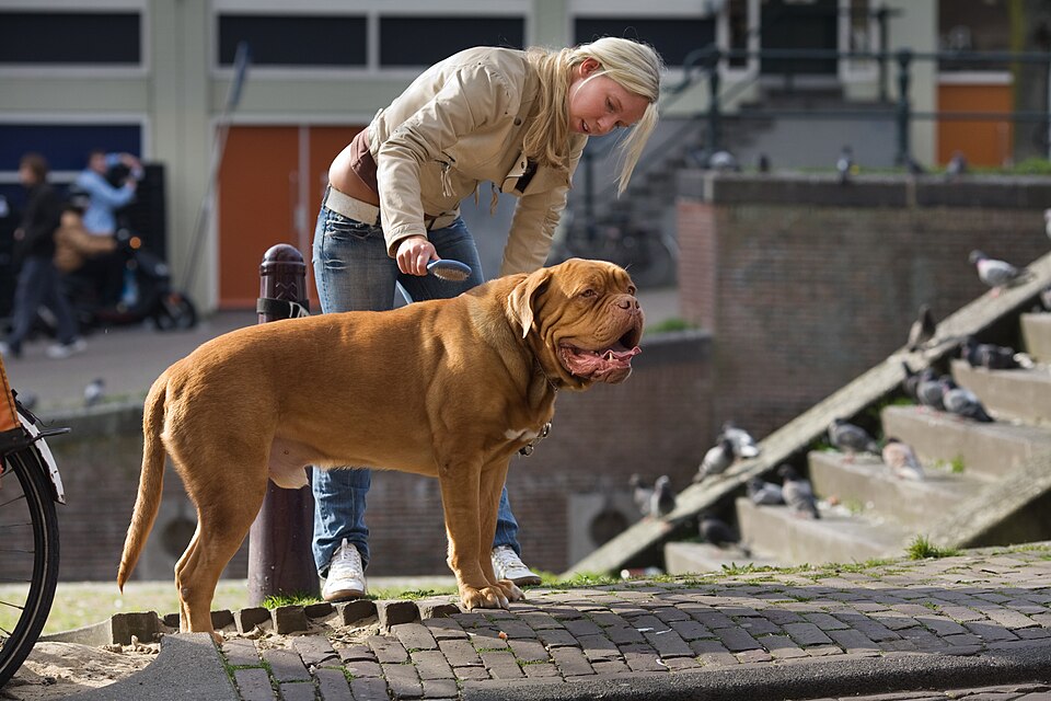 Dogue de Bordeaux — photo de la race de chien originaire de France (4)