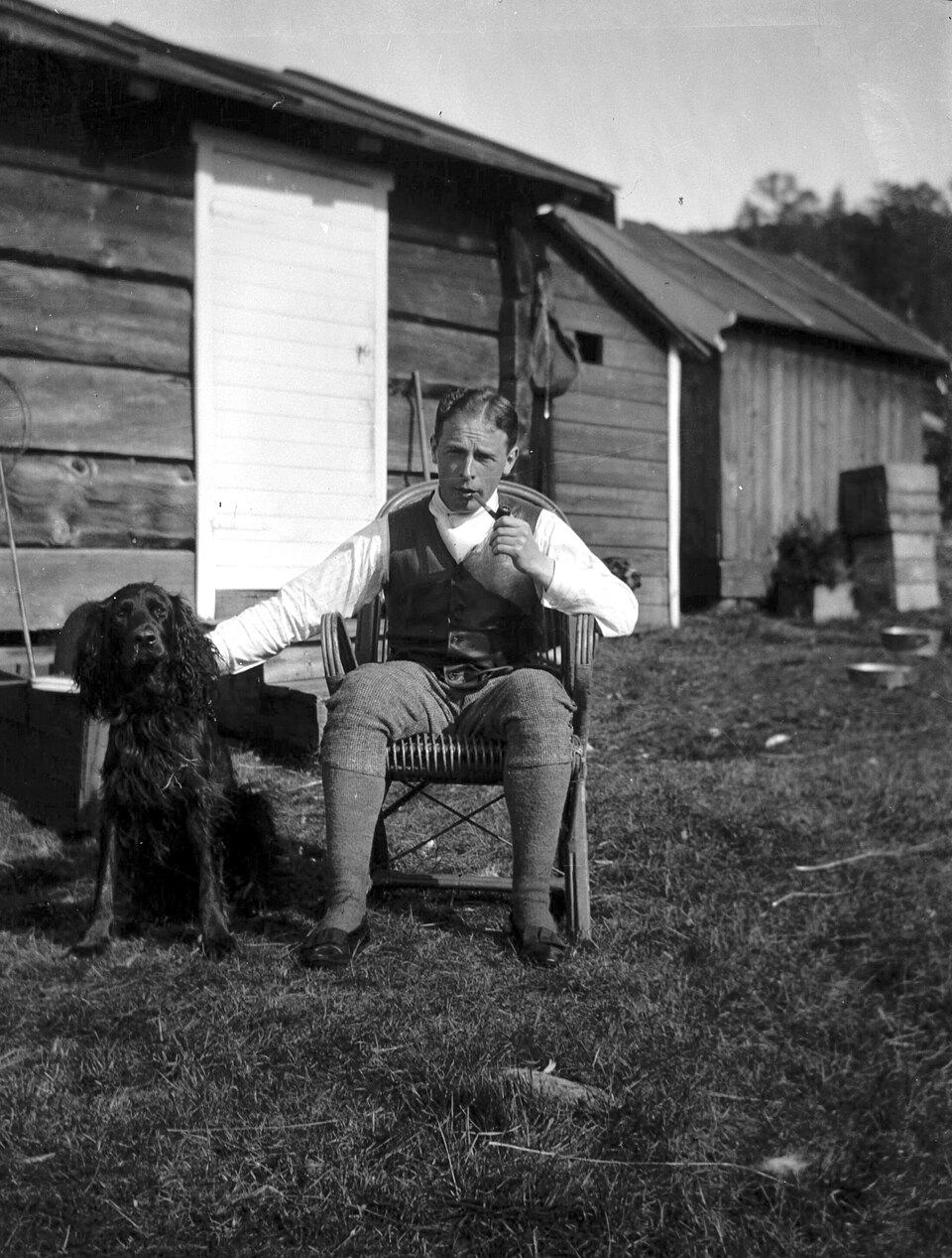 Setter Gordon — photo de la race de chien originaire de Écosse (1)