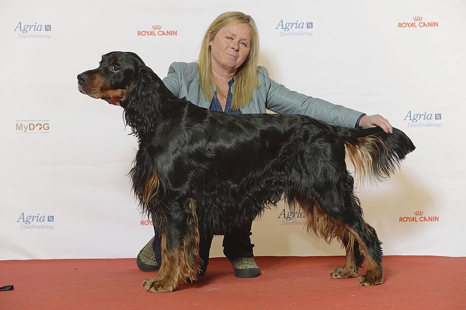 Setter Gordon — photo de la race de chien originaire de Écosse (2)