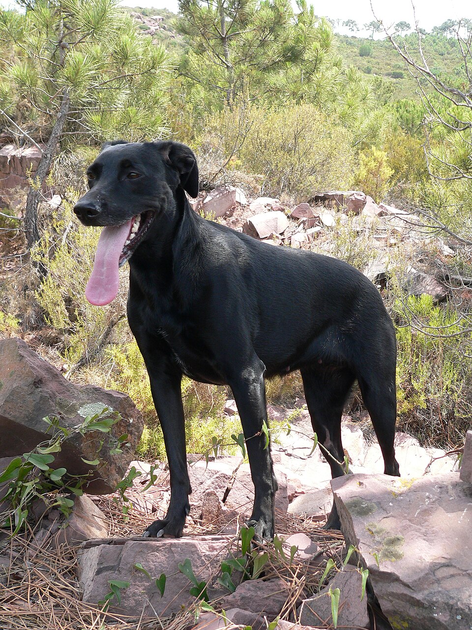 Chien de berger de Majorque — photo de la race de chien originaire de Majorque (4)