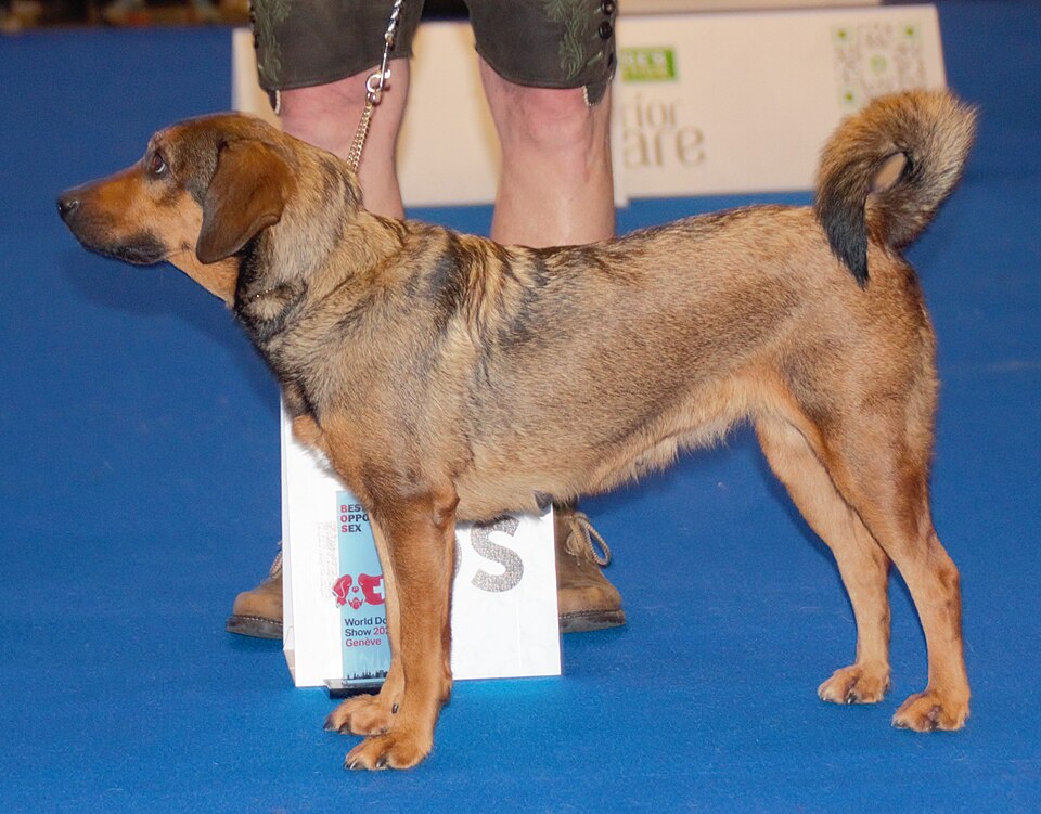 Pinscher autrichien à poil court — photo de la race de chien originaire de Autriche (1)