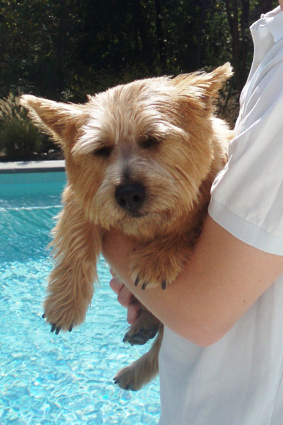 Norwich Terrier — photo de la race de chien originaire de Angleterre (2)