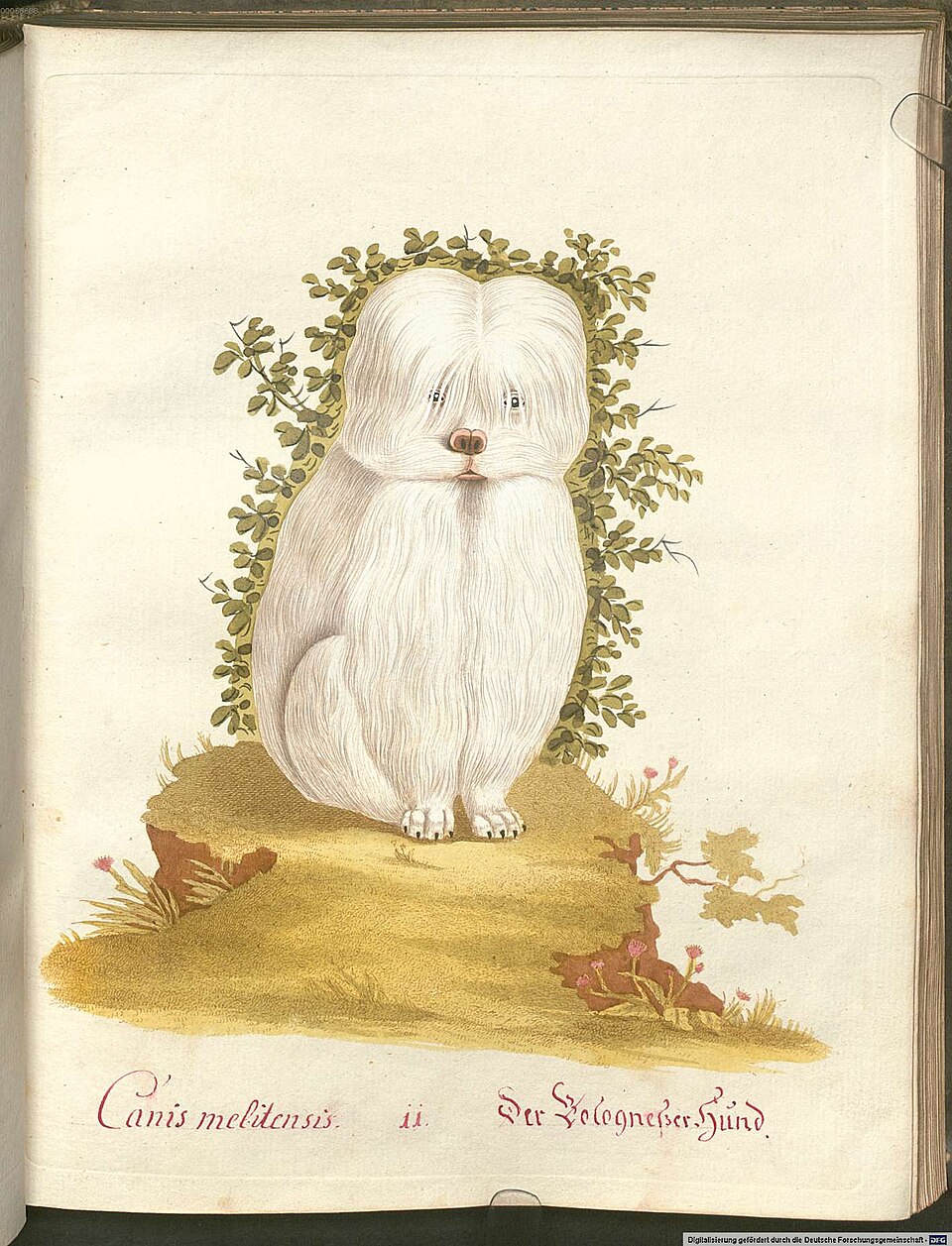 Bichon bolonais — photo de la race de chien originaire de Italie (1)
