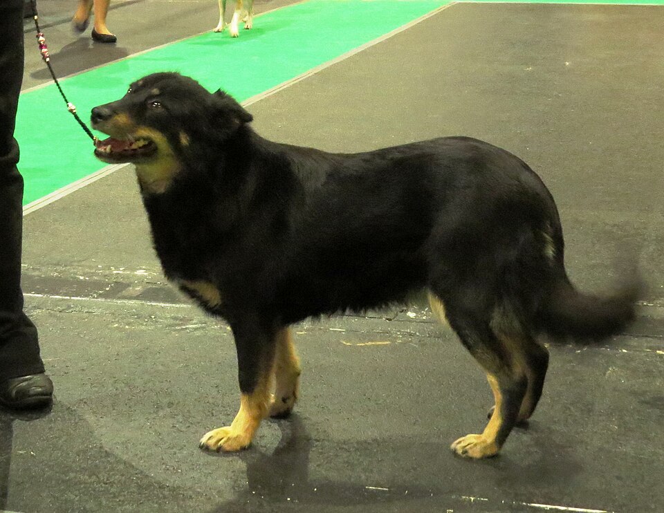 Berger finnois de Laponie — photo de la race de chien originaire de Finlande (4)