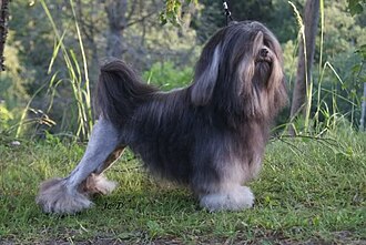 Petit chien lion