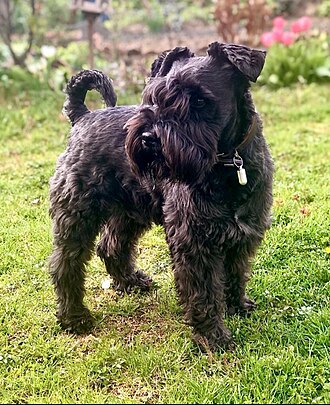 Schnauzer nain