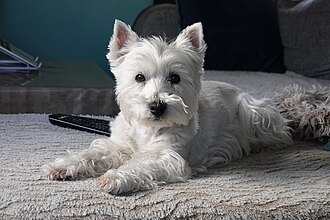 Westie