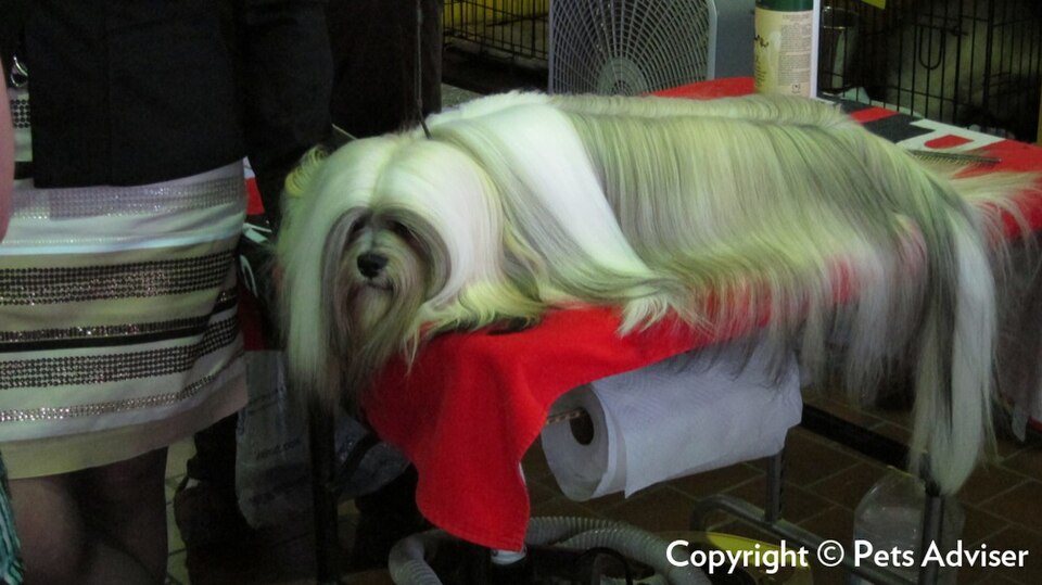 Bearded collie — photo de la race de chien originaire de Écosse (1)