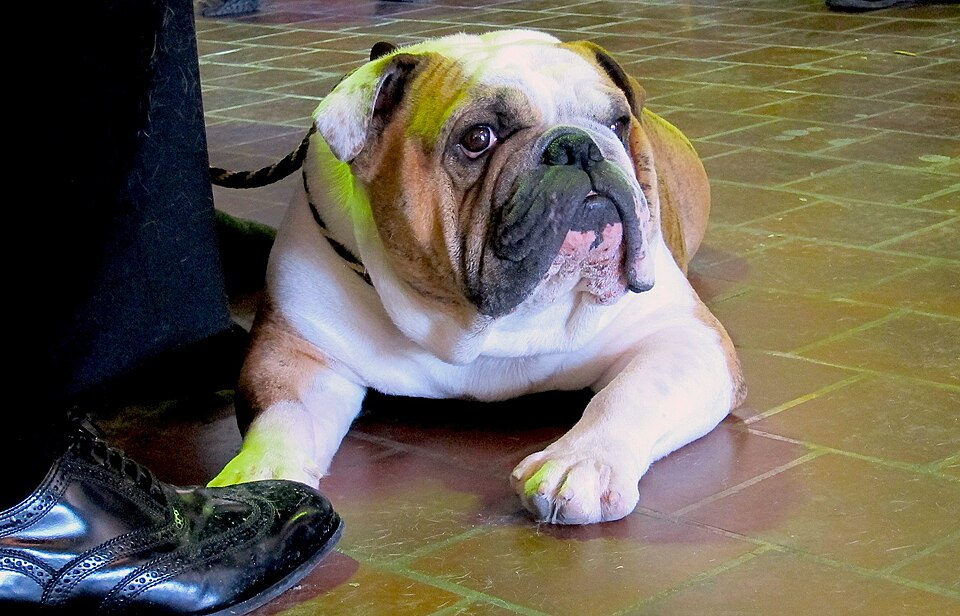 Bulldog anglais — photo de la race de chien originaire de Royaume-Uni (3)