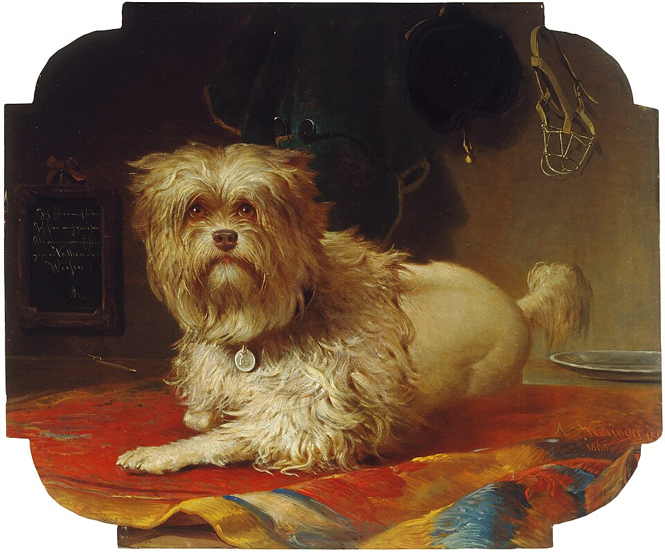 Petit chien lion — photo de la race de chien originaire de Europe (4)