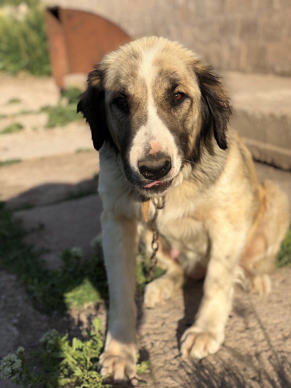 Berger du Caucase — photo de la race de chien originaire de Géorgie (6)