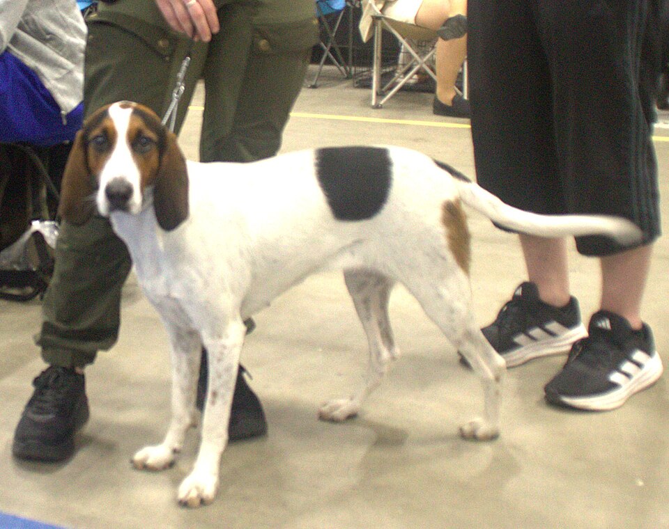 Chien courant de Halden — photo de la race de chien originaire de Norvège (2)