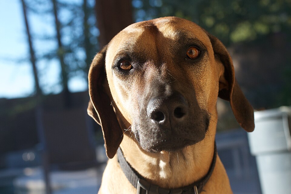 Rhodesian Ridgeback — photo de la race de chien originaire de Rhodésie (3)