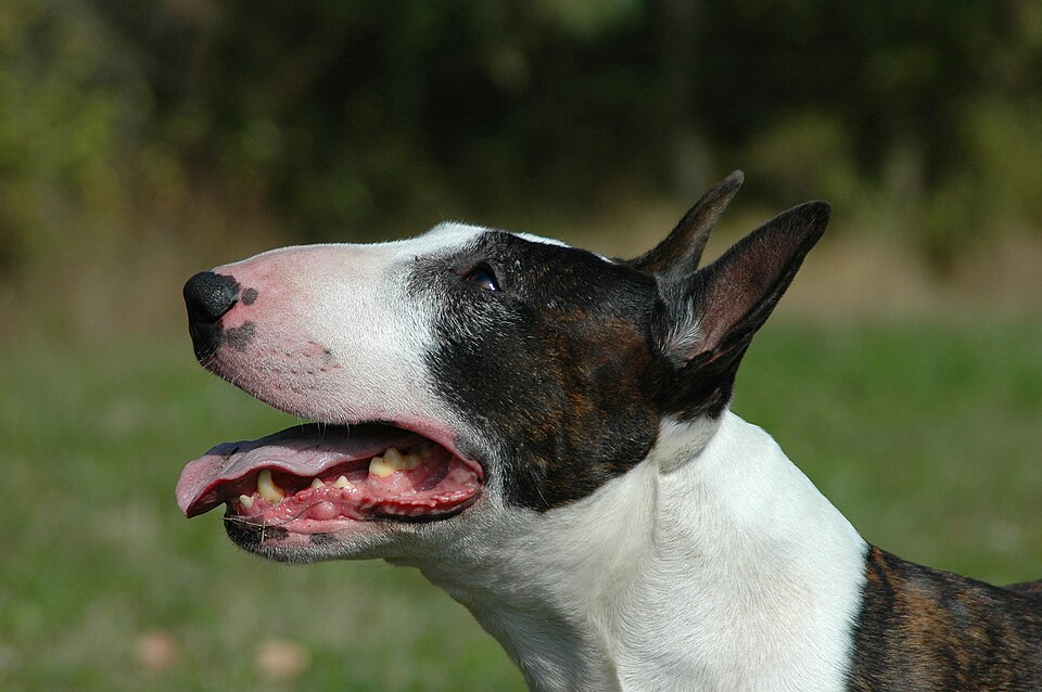 Bull terrier — photo de la race de chien originaire de Angleterre (2)