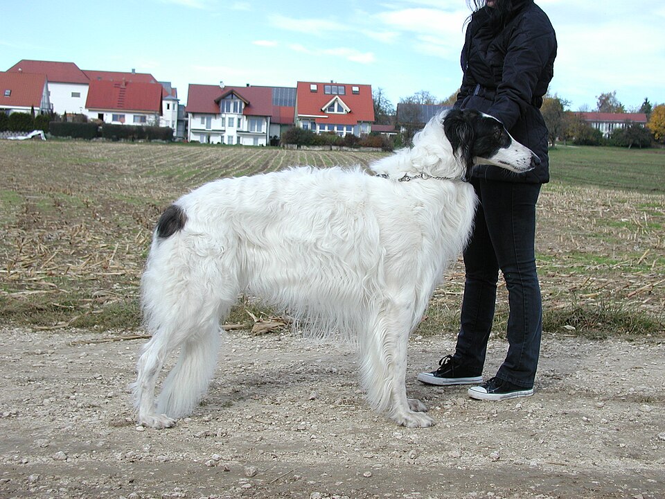 Barzoï — photo de la race de chien originaire de Russie (6)