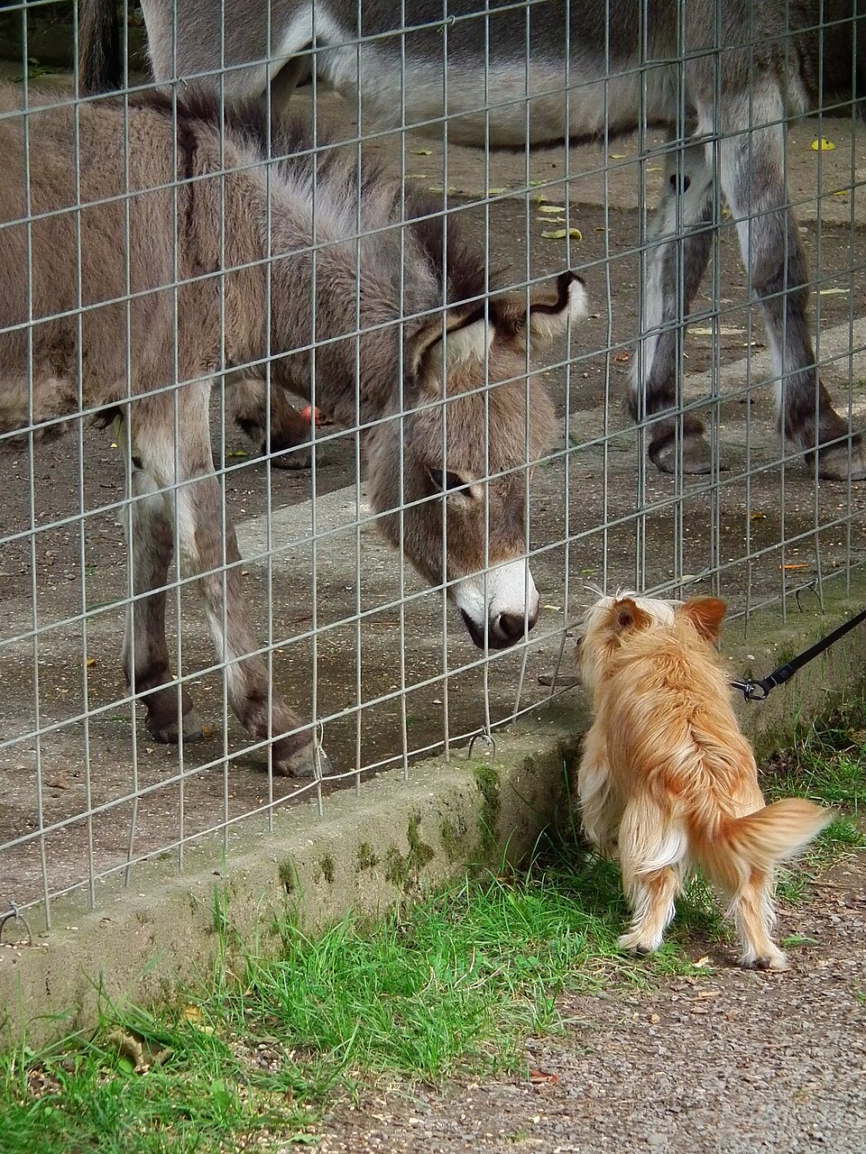 Podenco portugais — photo de la race de chien originaire de Portugal (2)