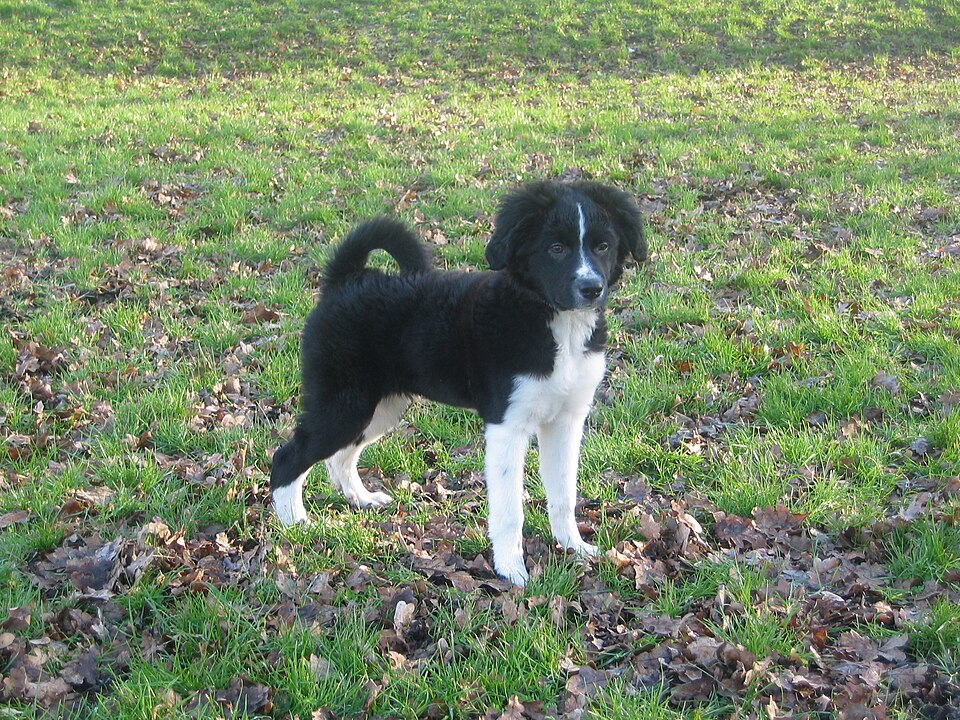 Stabyhoun — photo de la race de chien originaire de Pays-Bas (5)