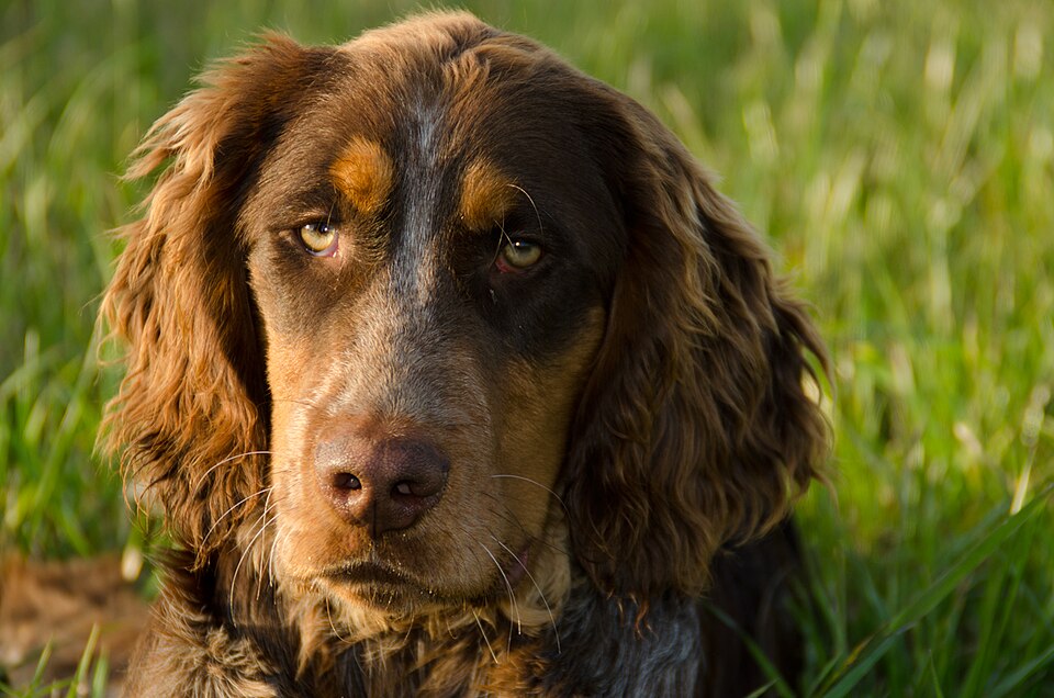 Epagneul picard — photo de la race de chien originaire de France (6)