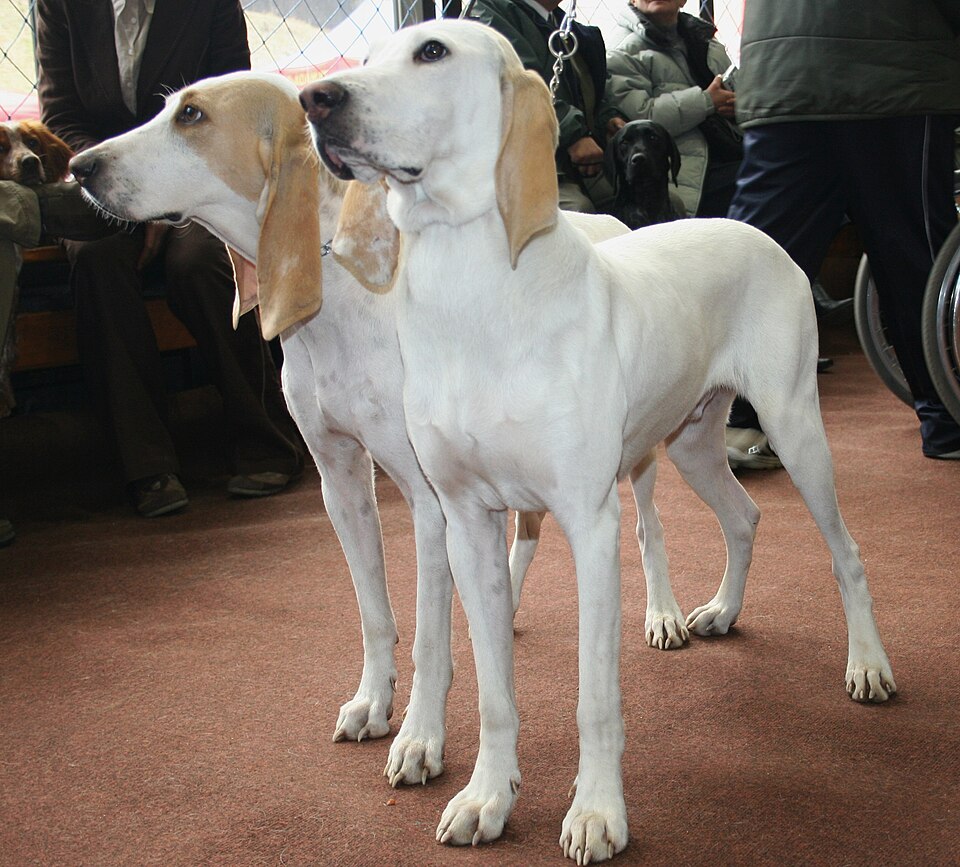 Porcelaine — photo de la race de chien originaire de France (4)