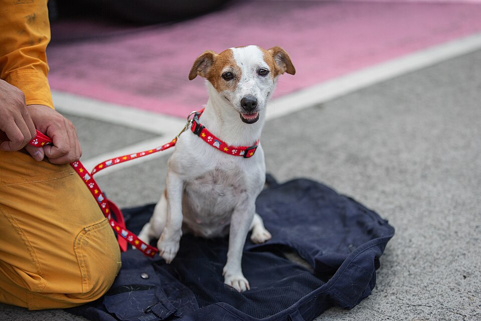 Jack Russel — photo de la race de chien originaire de Royaume-Uni (5)
