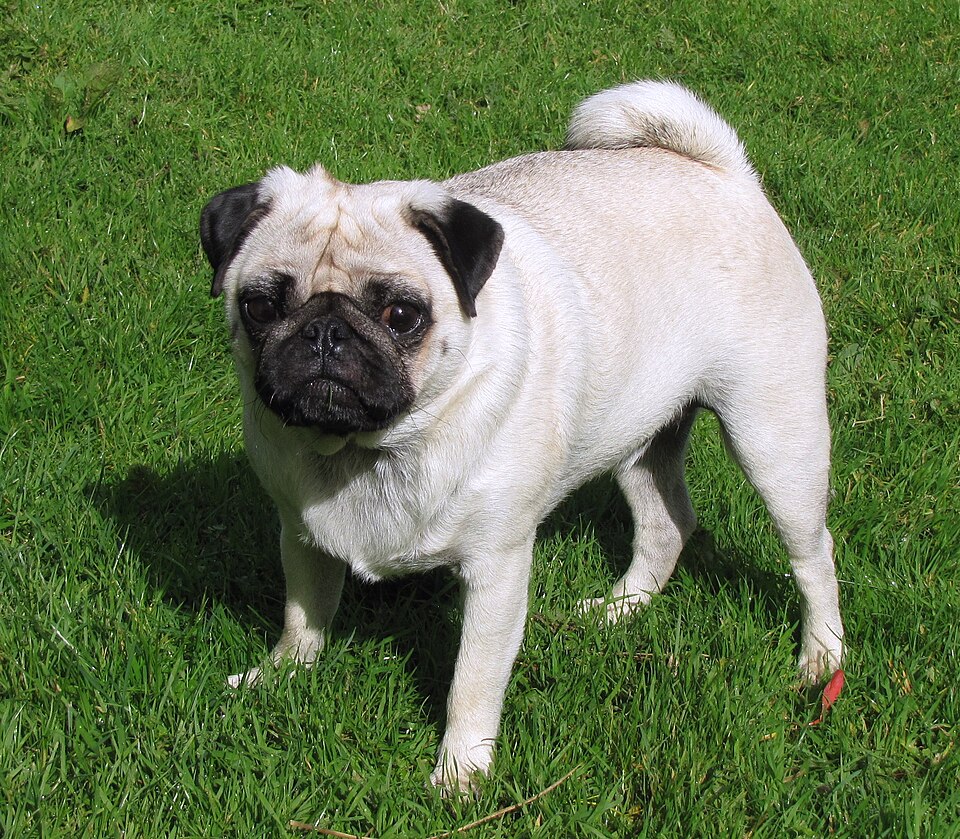 Carlin ou Pug — photo de la race de chien originaire de Chine (2)