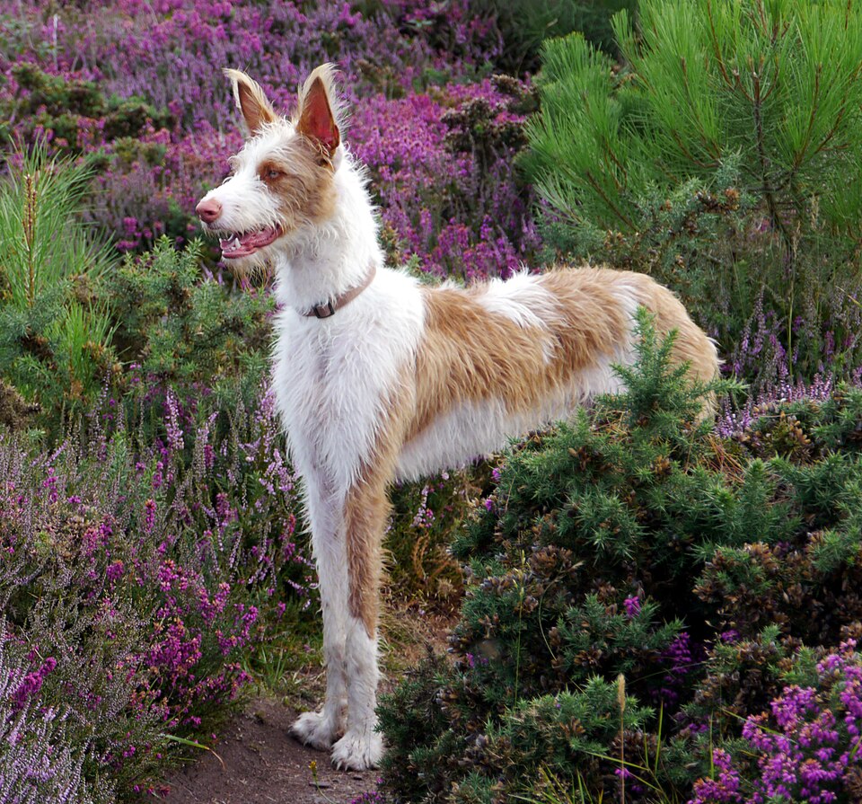 Podenco ibicenco — photo de la race de chien originaire de Ibiza (5)