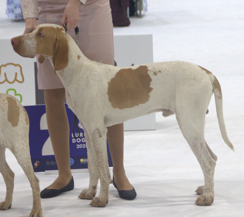 Braque de l’Ariège — photo de la race de chien originaire de France (3)