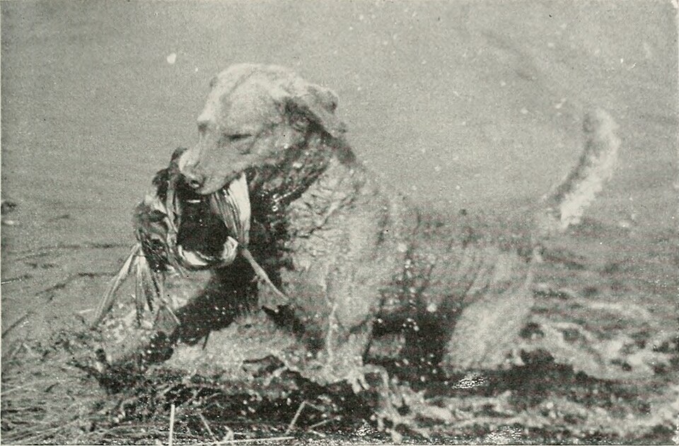 Chesapeake Bay Retriever — photo de la race de chien originaire de États-Unis (3)