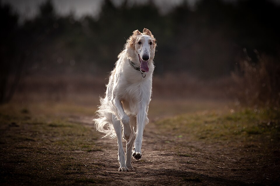 Barzoï — photo de la race de chien originaire de Russie (5)