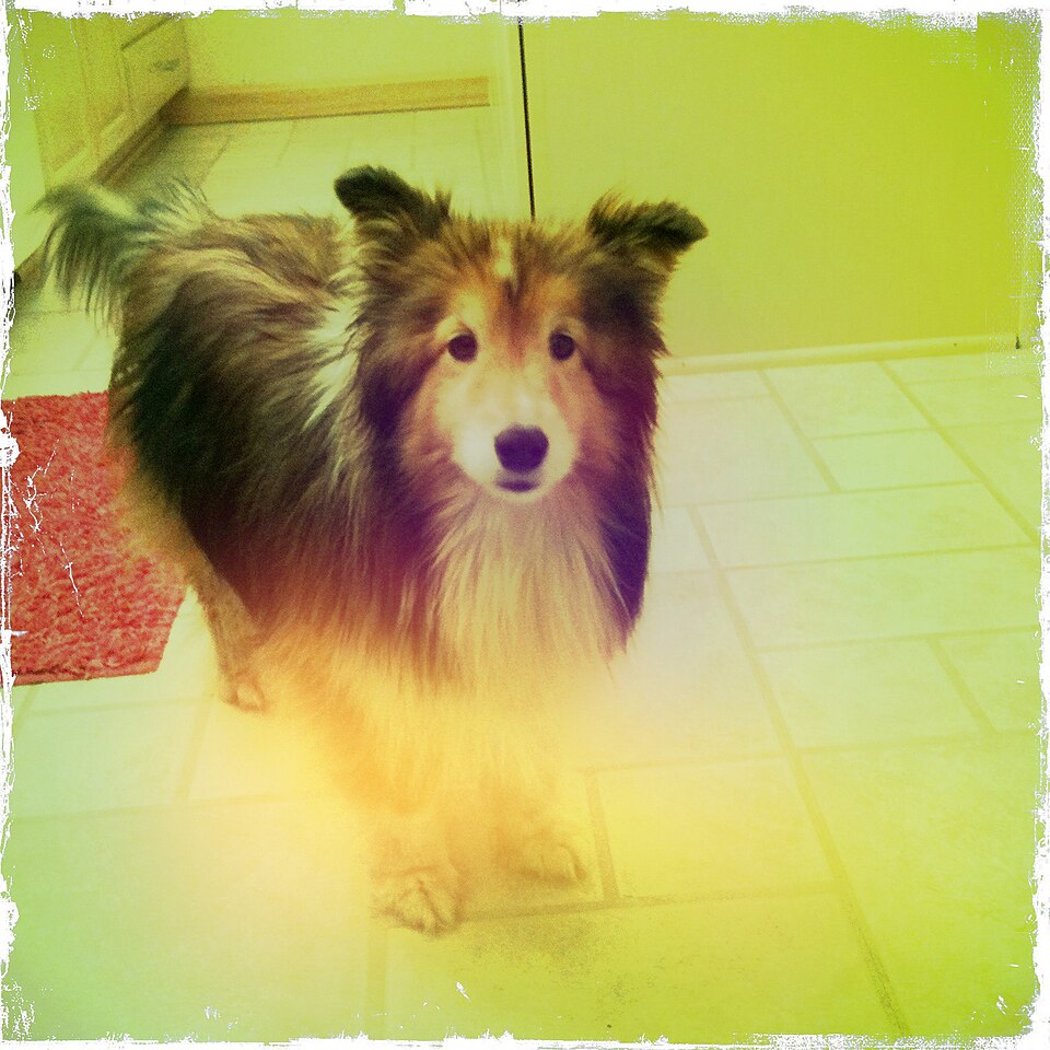 Berger des Shetland ou Sheltie — photo de la race de chien originaire de Royaume-Uni (5)