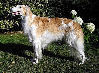 Barzoï