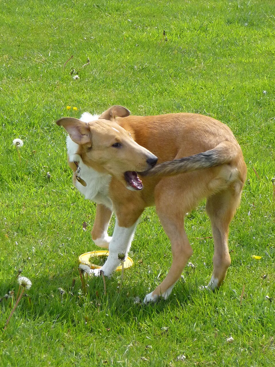 Colley à poil court — photo de la race de chien originaire de Écosse (5)