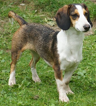 Basset de Westphalie