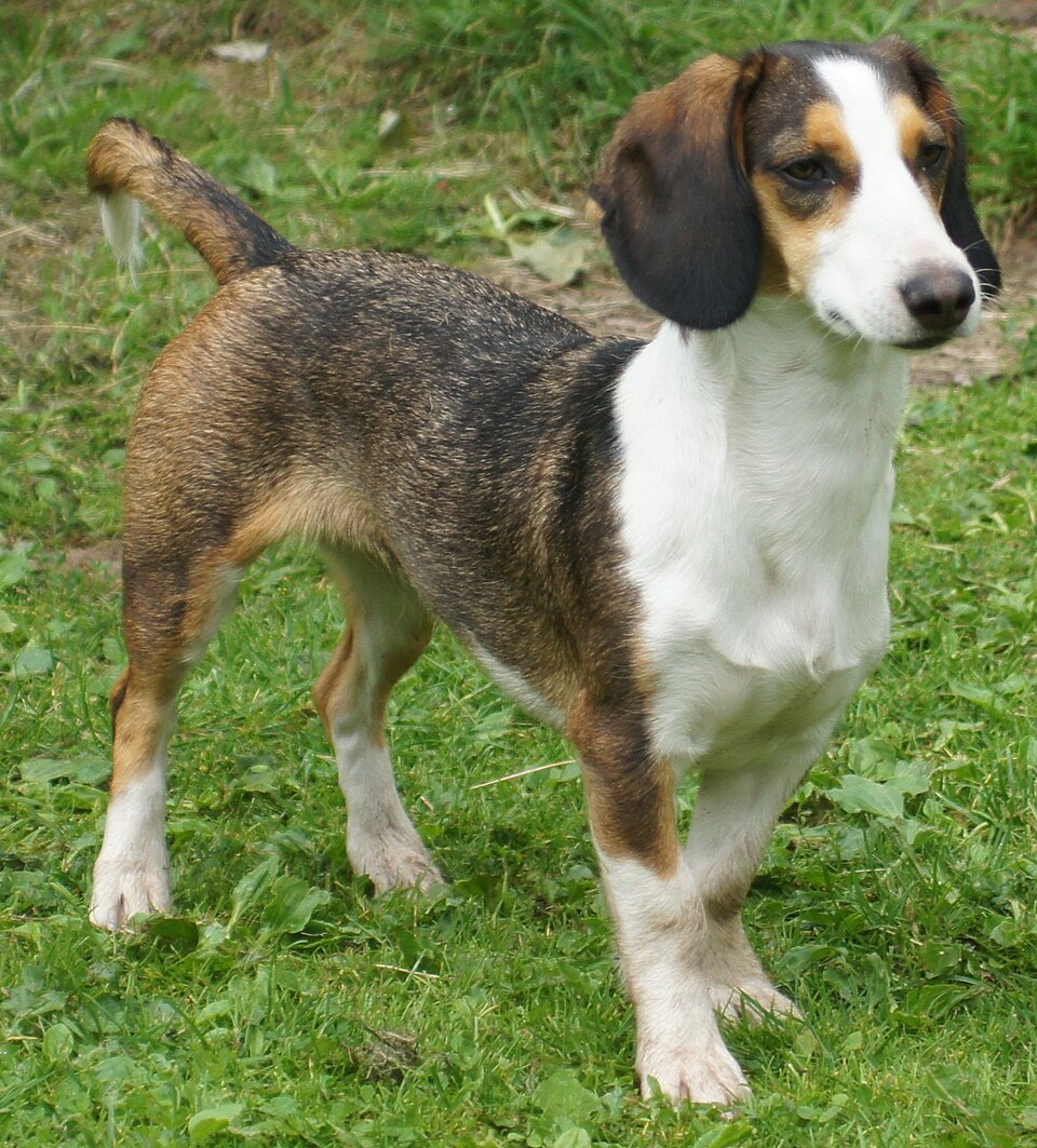 Basset de Westphalie — photo de la race de chien originaire de Allemagne (4)