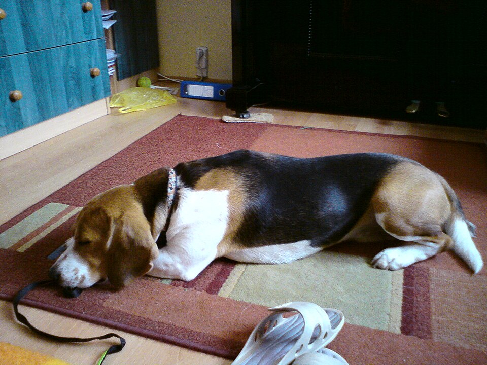 Beagle — photo de la race de chien originaire de Royaume-Uni (1)