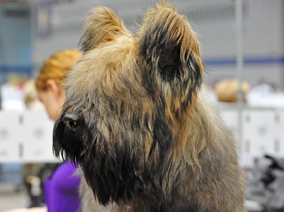 Berger de Brie — photo de la race de chien originaire de France (2)