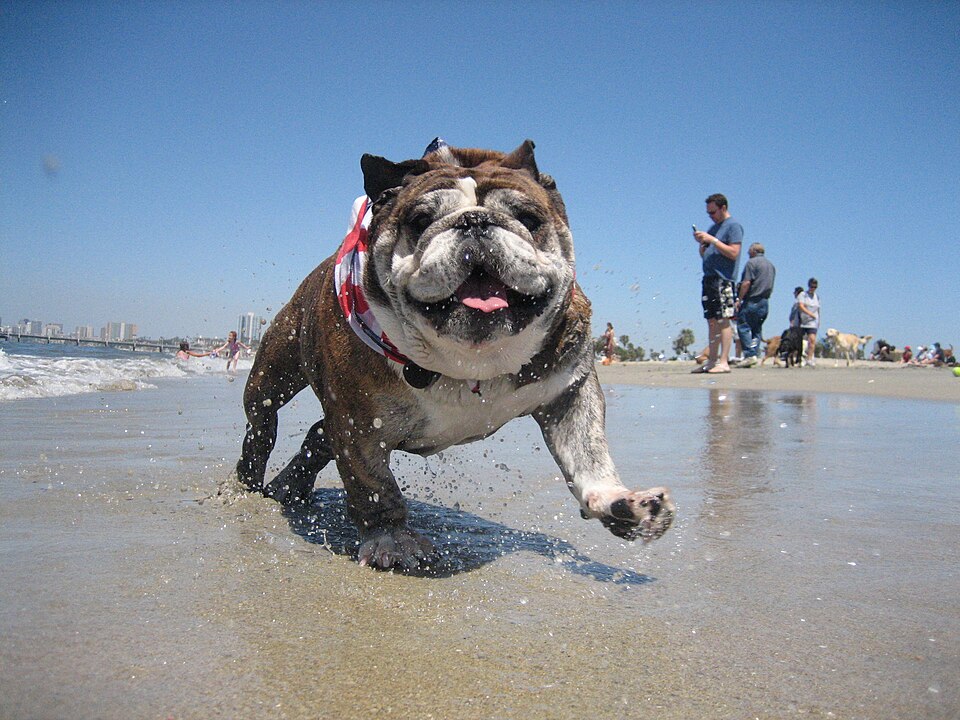 Bulldog anglais — photo de la race de chien originaire de Royaume-Uni (5)