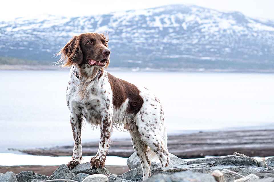 Petit Münsterländer — photo de la race de chien originaire de Allemagne (5)