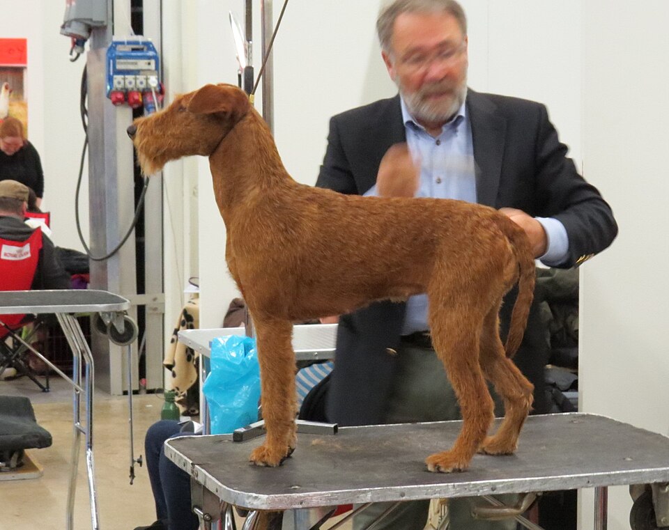 Terrier Irlandais — photo de la race de chien originaire de Irlande (6)